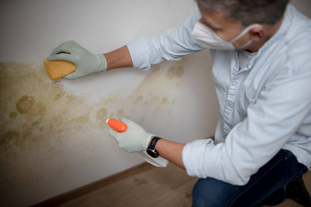 Best Mold Odor Removal Services  in Baldwyn, MS